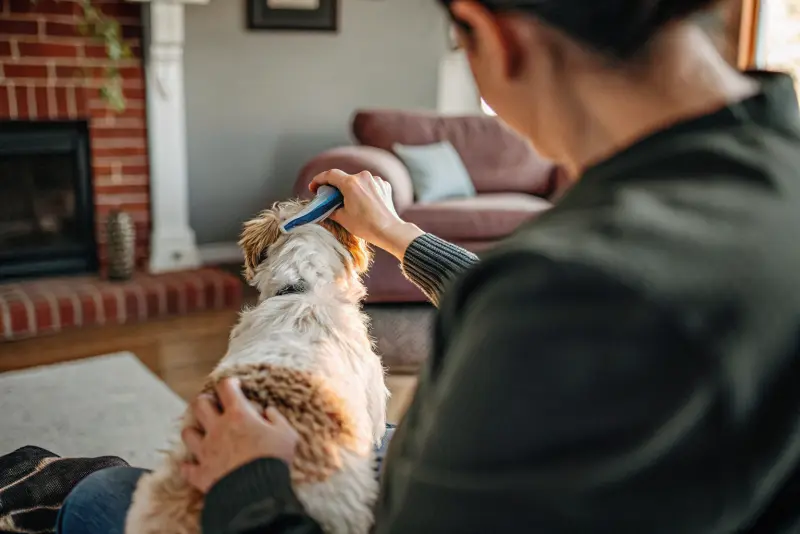 Груминг на дому — ПОГУЛЯЙКА